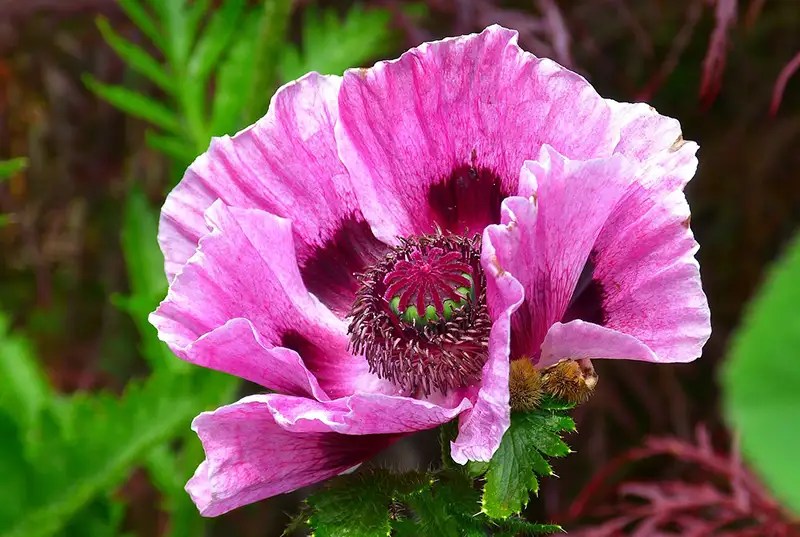 What is August Birth Flower? Unveiling Its Rich Symbolism Xu Farm