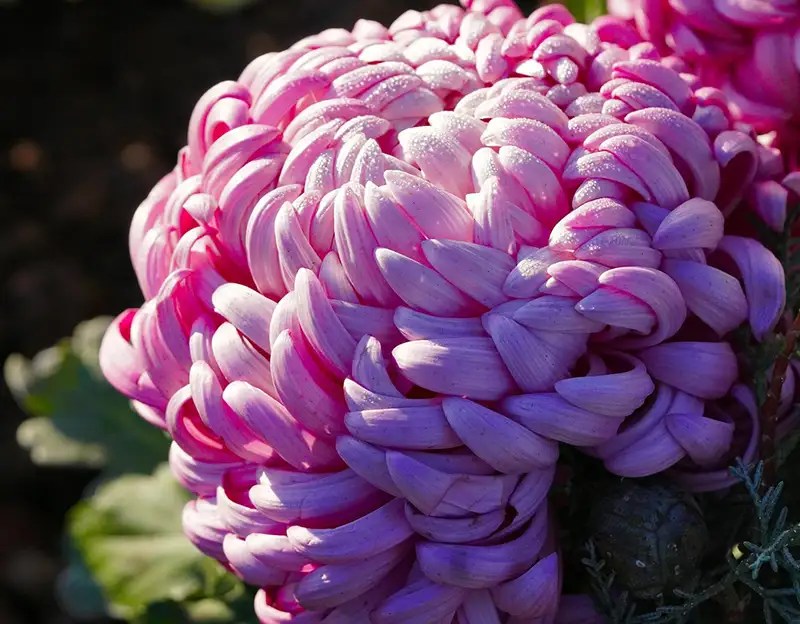 What is November's Birth Flower? Unraveling Floral Mysteries Xu Farm