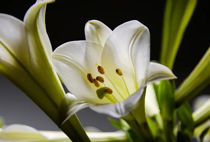 White Lily Meaning A Symbol of Purity and Grace Xu Farm