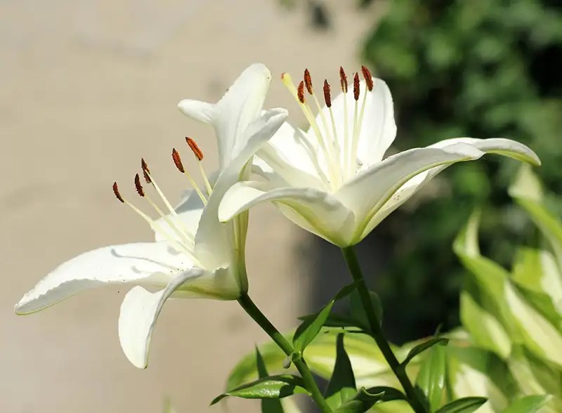 White Lily Meaning A Symbol of Purity and Grace Xu Farm