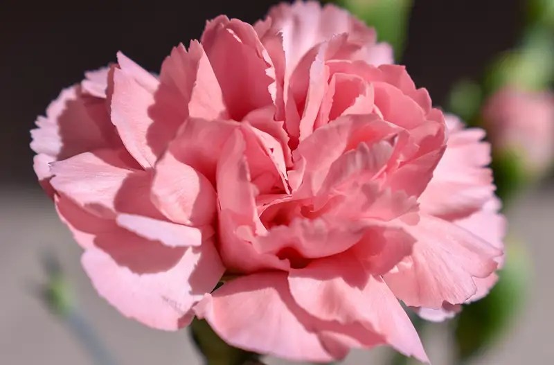Pink Carnation Meaning Unveiling Floral Symbolism Xu Farm