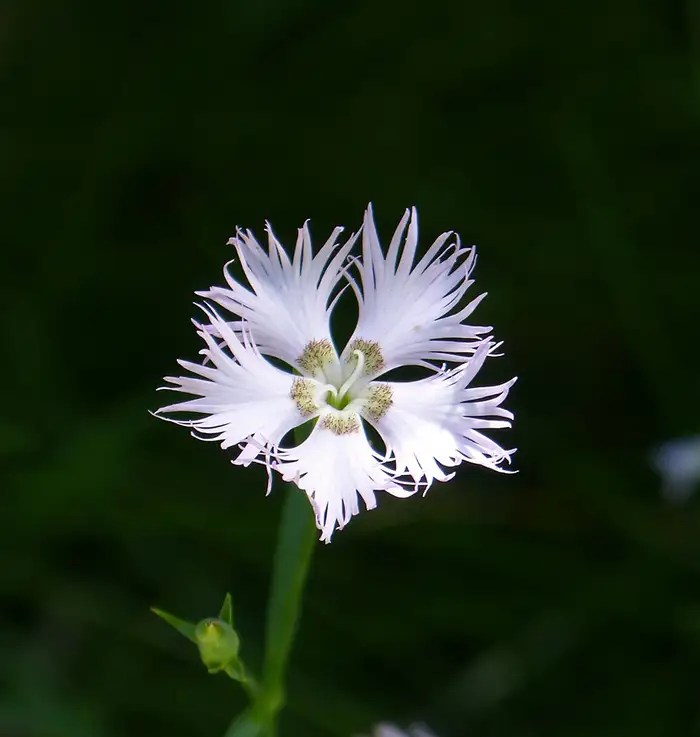 White Carnation Meaning Unveiling Symbolism & Emotion Xu Farm