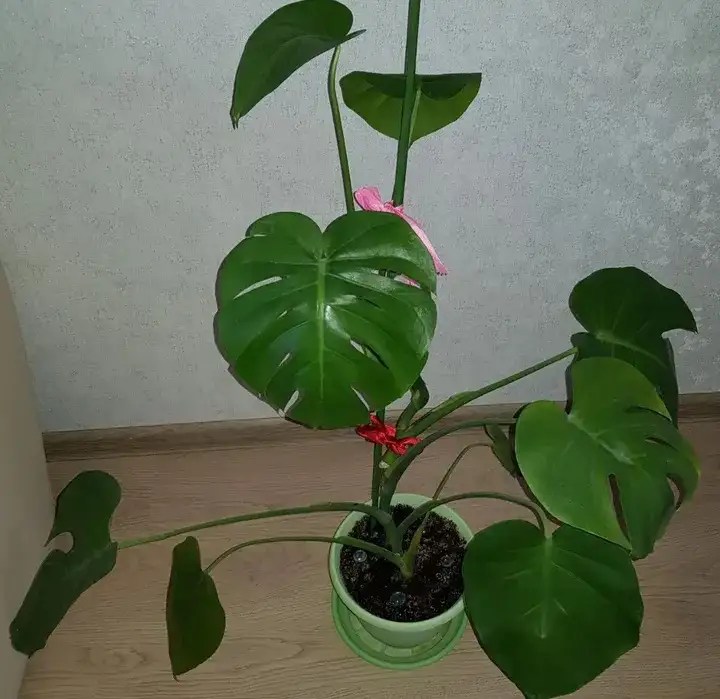 Monstera Deliciosa Leaves Curling Causes and Solutions Xu Farm