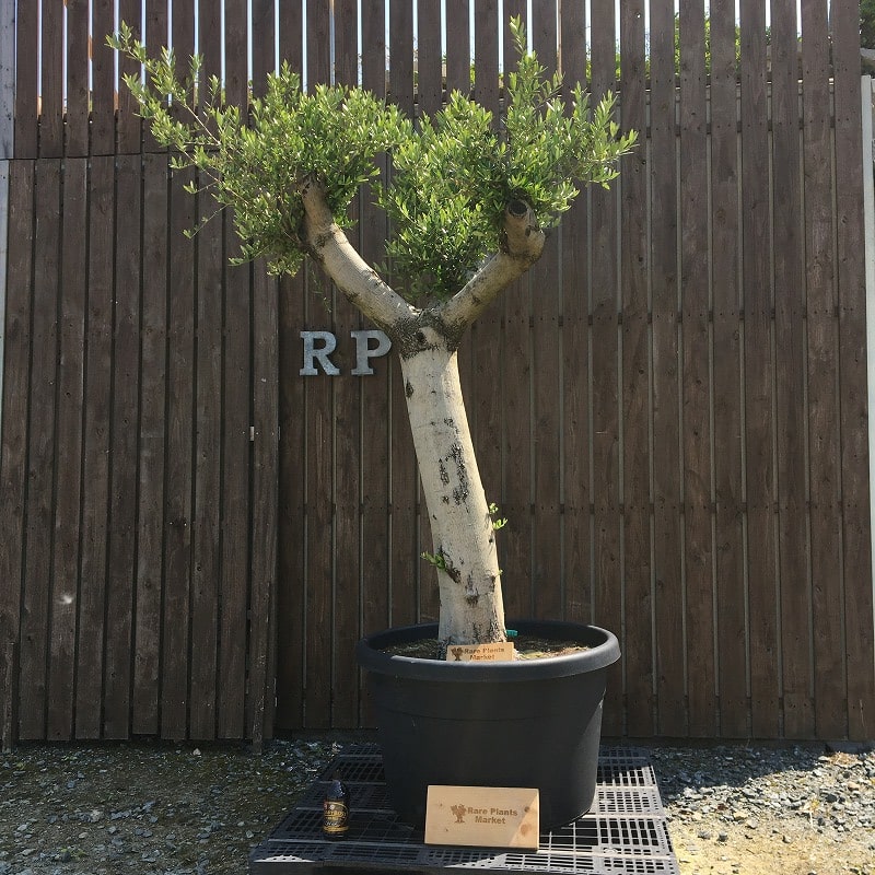 YMK1 スペイン産 オリーブの木 白幹 鉢植え 地植え シンボル YMK1 スペイン産 オリーブの木 白幹 鉢植え 地植え シンボル