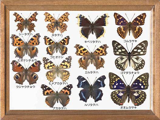ブリタニカ国際大百科事典 小項目事典 - タテハチョウの用語解説 - 鱗翅目タテハチョウ科に属する昆虫の総称。一般に中型で体はやや太く，強壮である。前肢は退化して歩行肢の役を果すことができない。 跗節は雄では癒合してはけ状になっているが，雌では5節が認められる ... タテハチョウ科