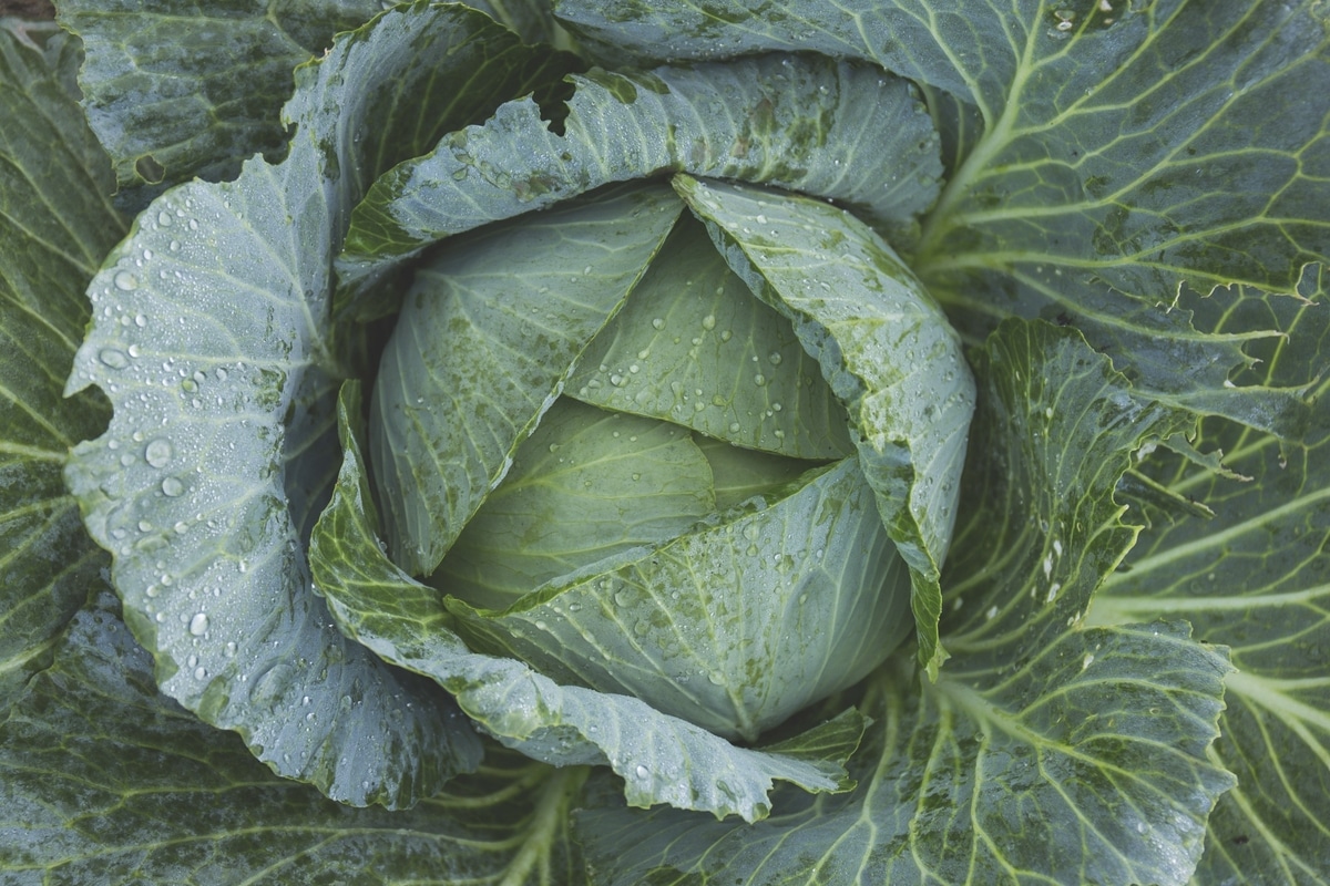 Why Does My Cabbage Taste Bitter? HomeEc 101
