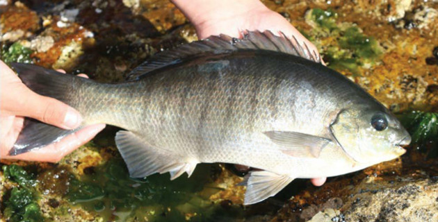 Fish Facts Luderick Fishing World