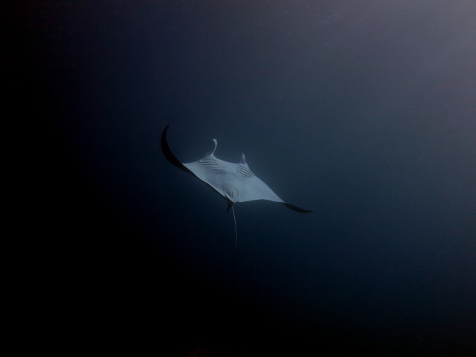 Underwater Living Australian Photography