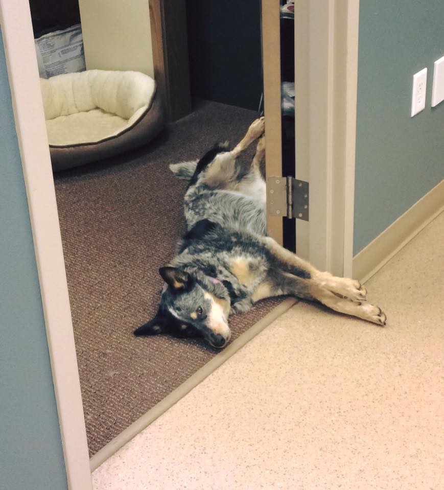 Core Values Yakima Valley Veterinary Clinic