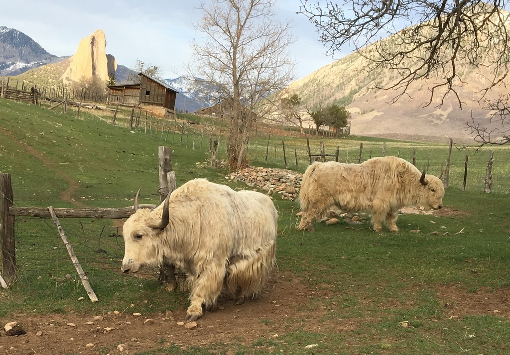 Yaks Matter Butte Pasture Yak Ranch