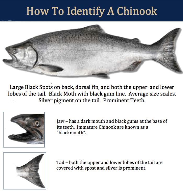 Chinook Yakutat