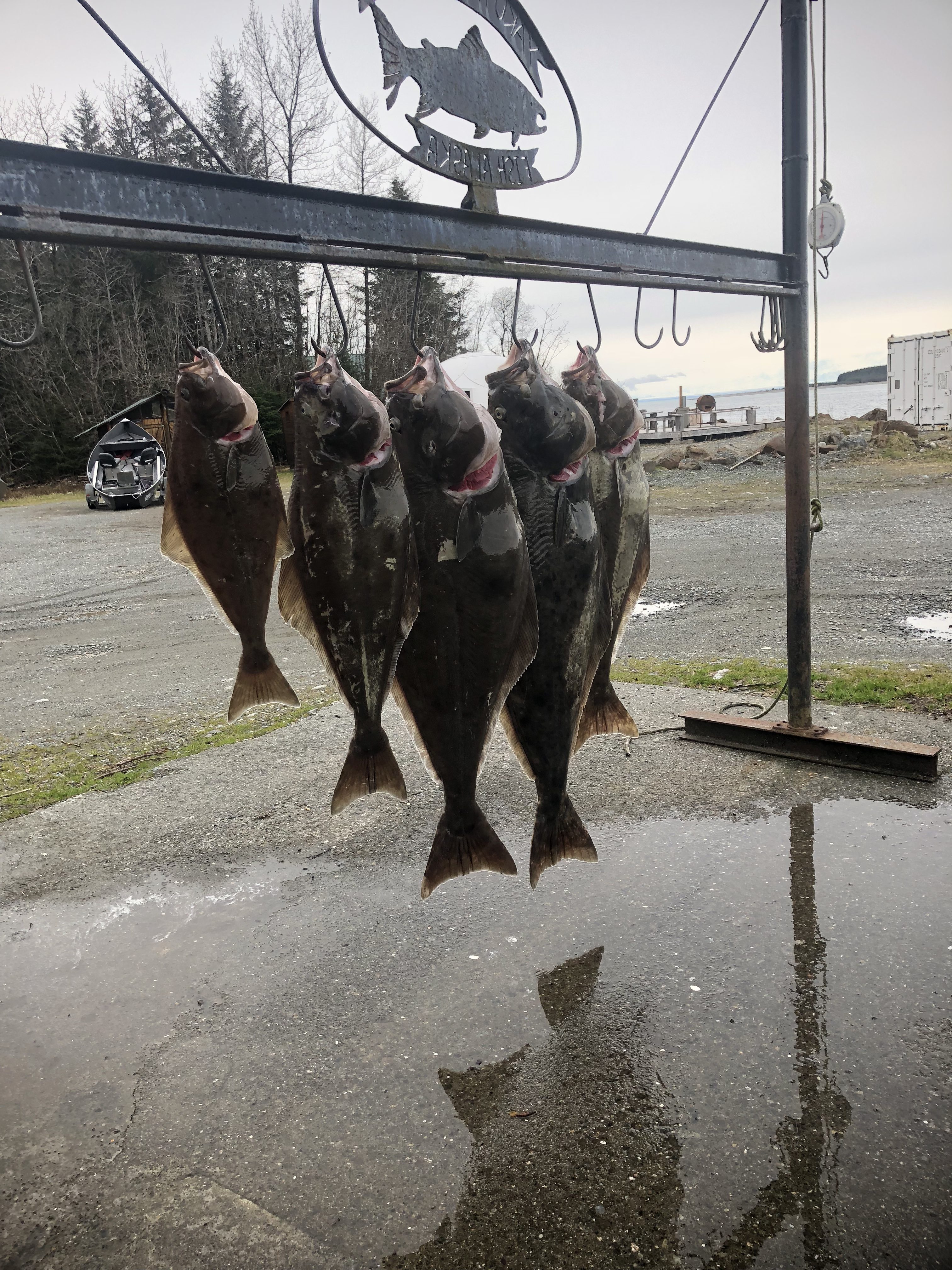 Yakutat Lodge Fishing Report May 9, 2018