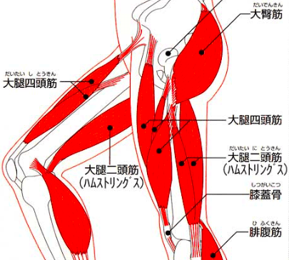 ボディビル世界王者が解説「バリバリのハムストリングスの秘密」 | Fitness Love 投手が速い球を投げたければハムストリング（大腿二頭筋）を勉強せよ！ | 野球肩革命所