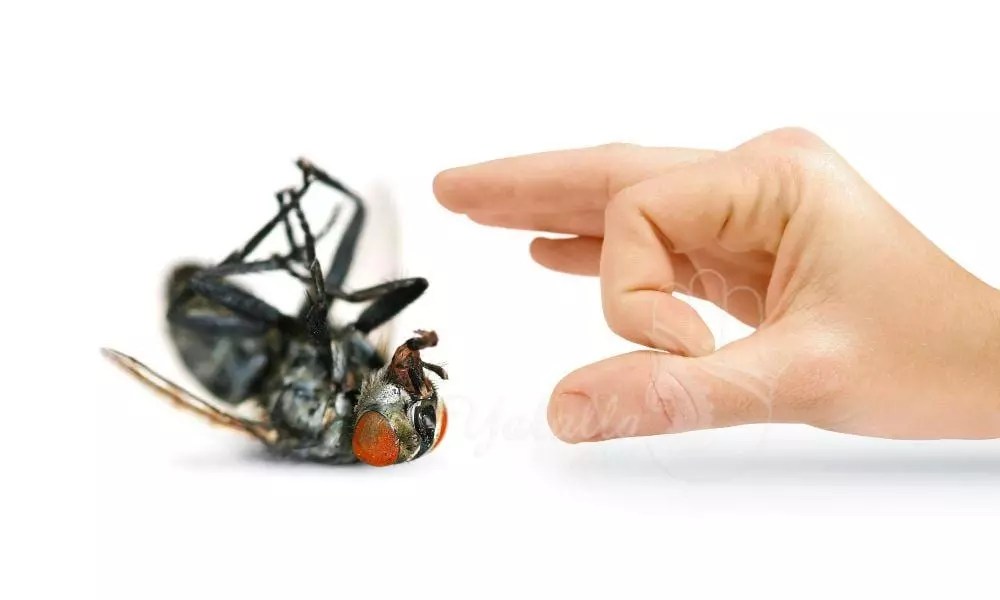 أنواع حشرات المنزل وطرق التخلص منها موقع يالالة yalalla