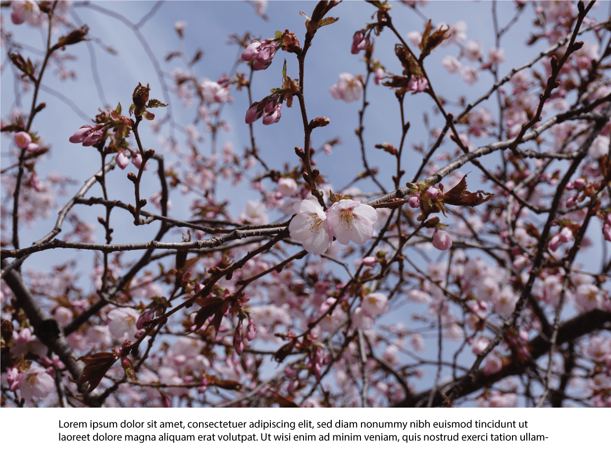 cherries » Yale Climate Connections