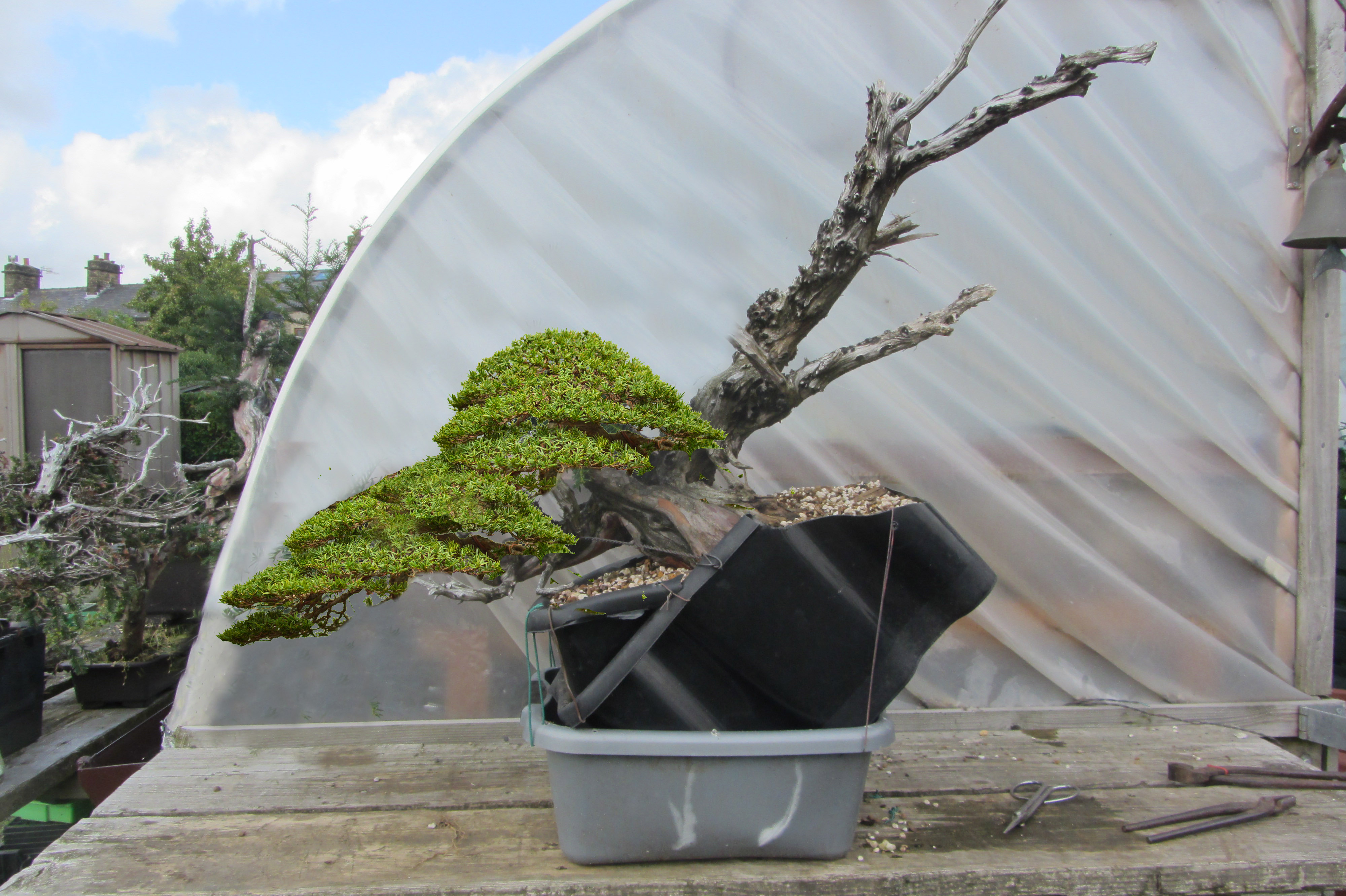 First Look Han Kengai Yew Project Bonsai Yamadori From Tony Tickle