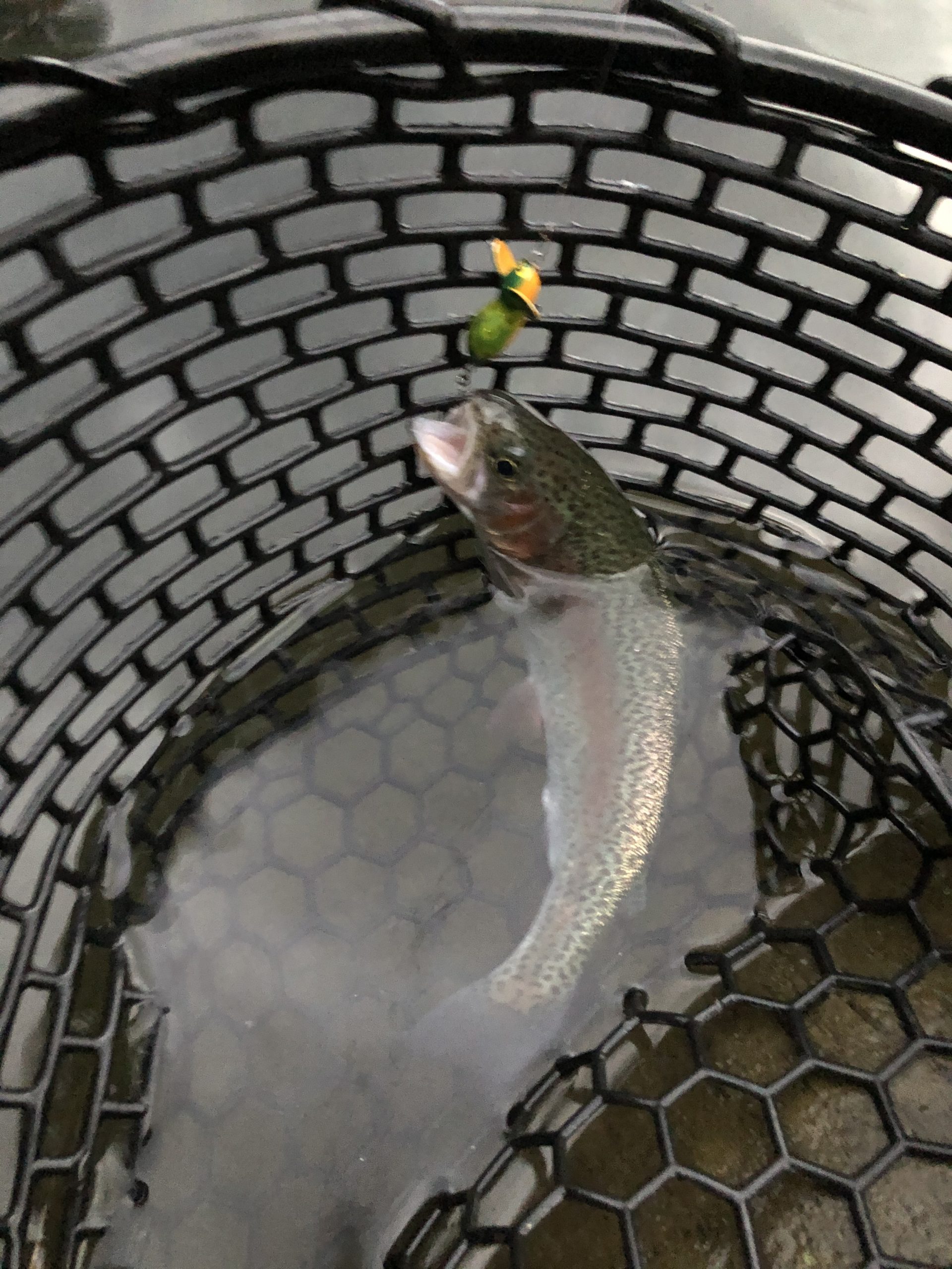 管釣り こだわりアウトドア