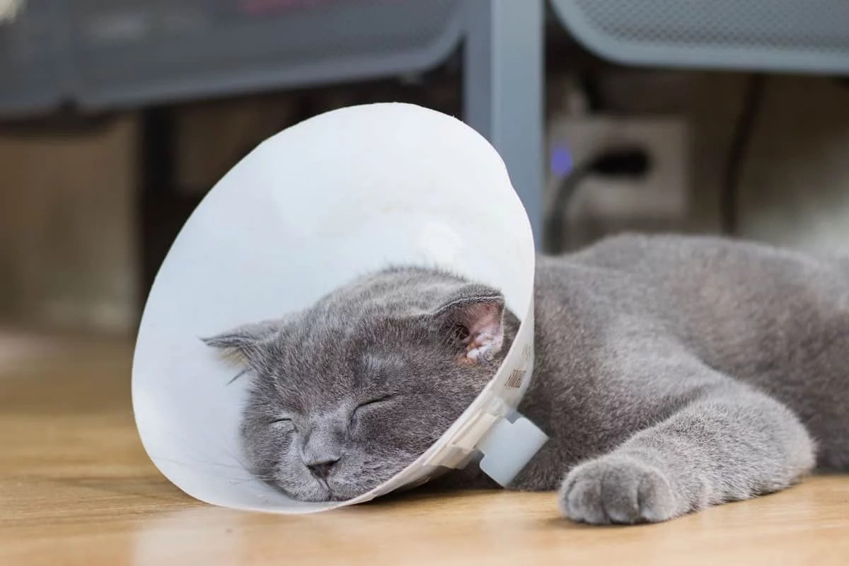 How long should cat wear cone after declaw