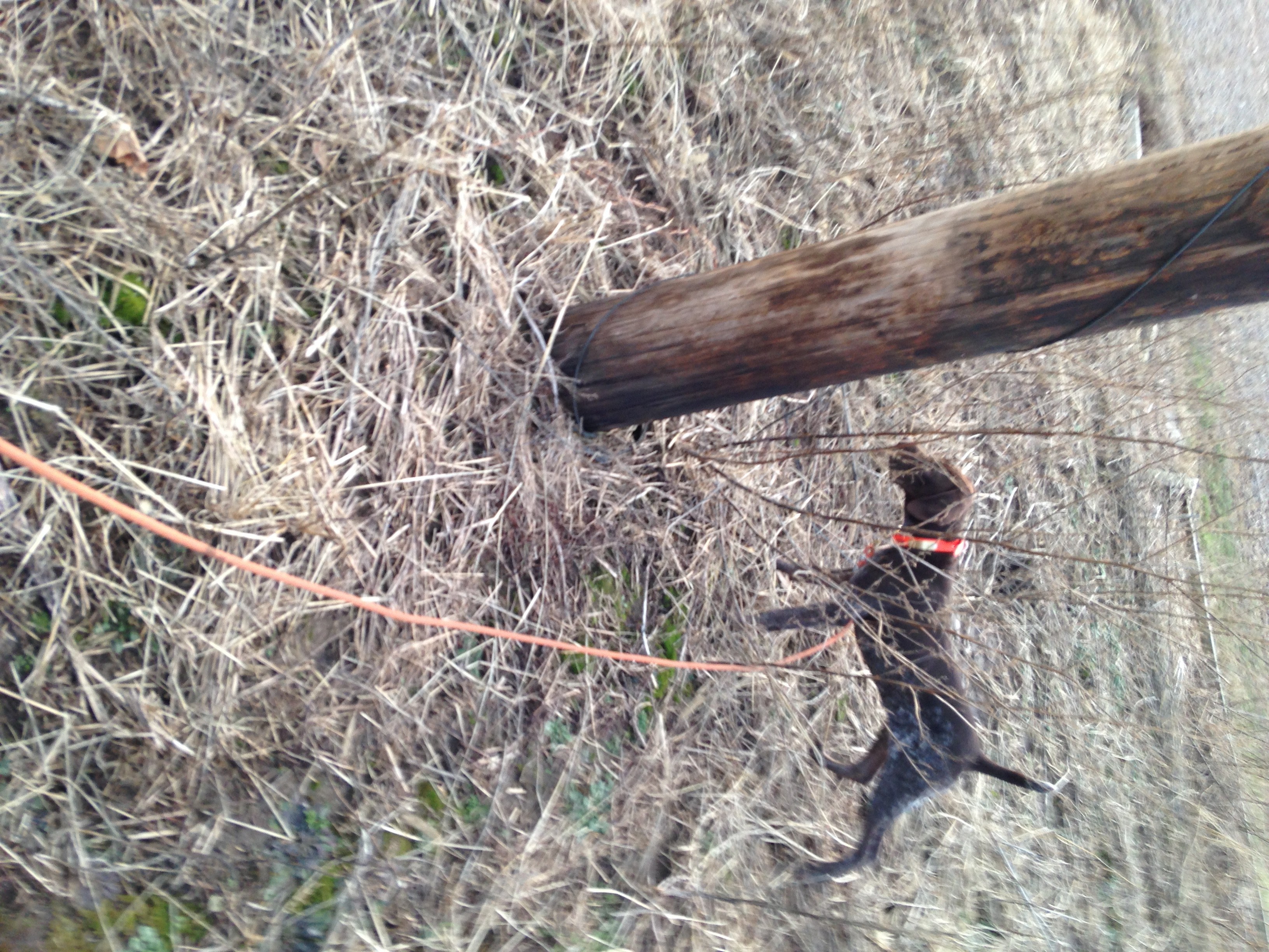 Gallery Yankee Branch Kennel