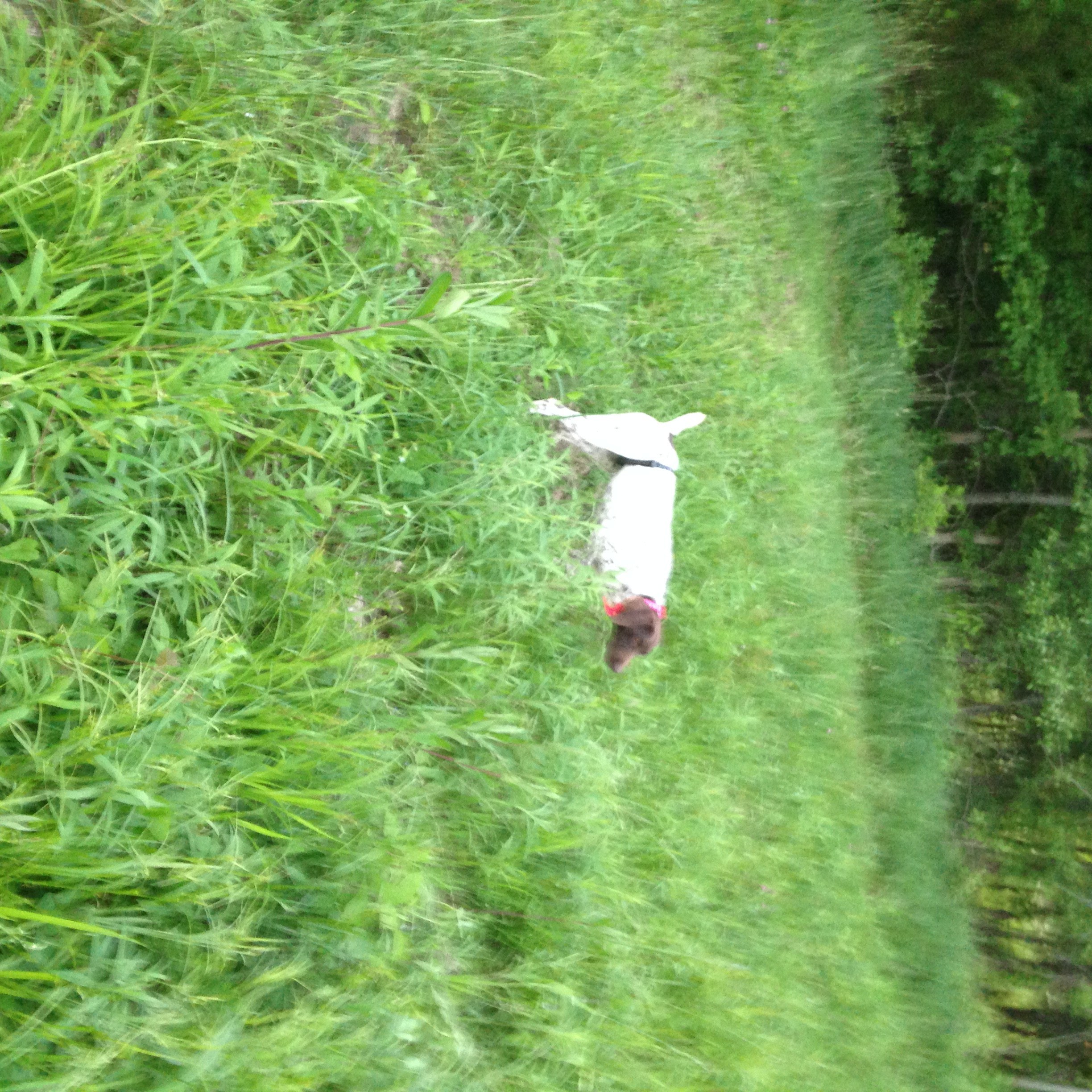 Gallery Yankee Branch Kennel