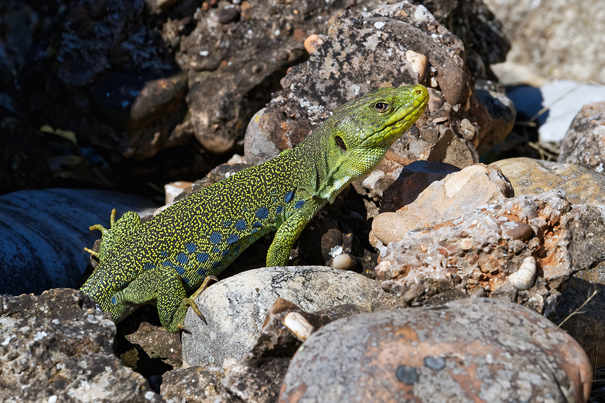 Galerie Reptiles et Amphibiens