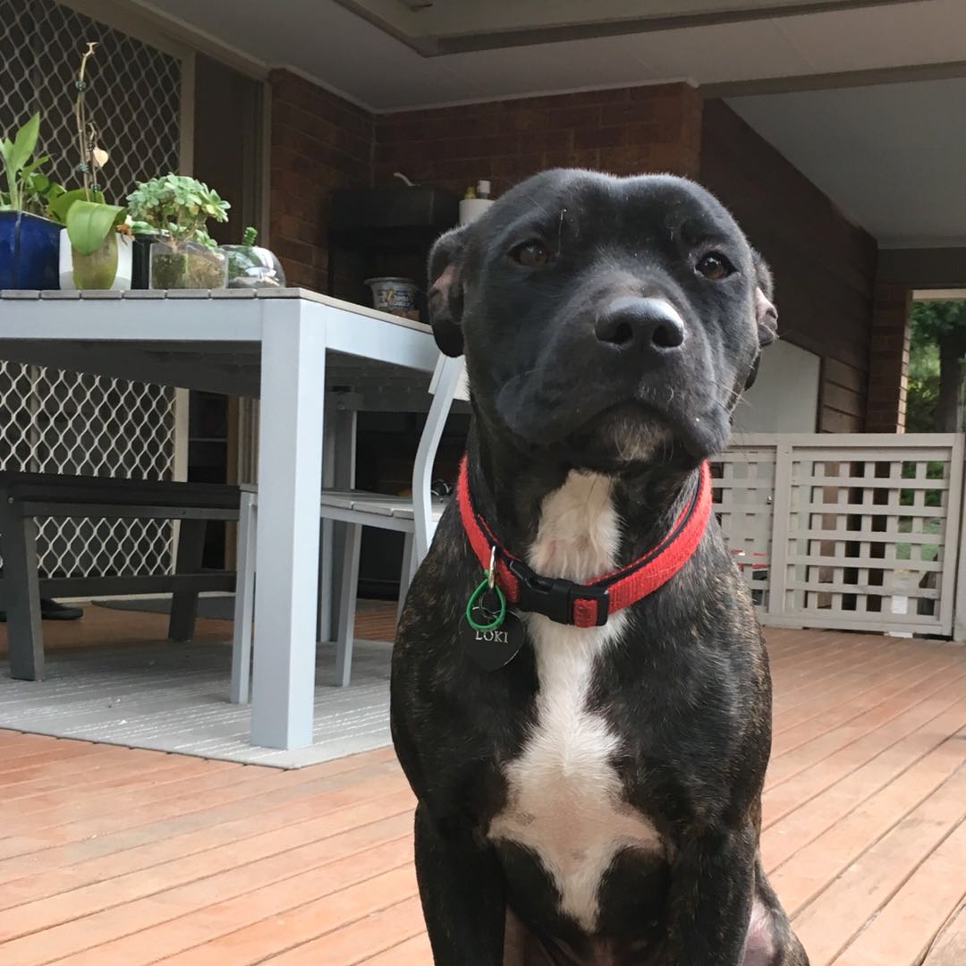 Lokki Our New Dog! Yappa Valley