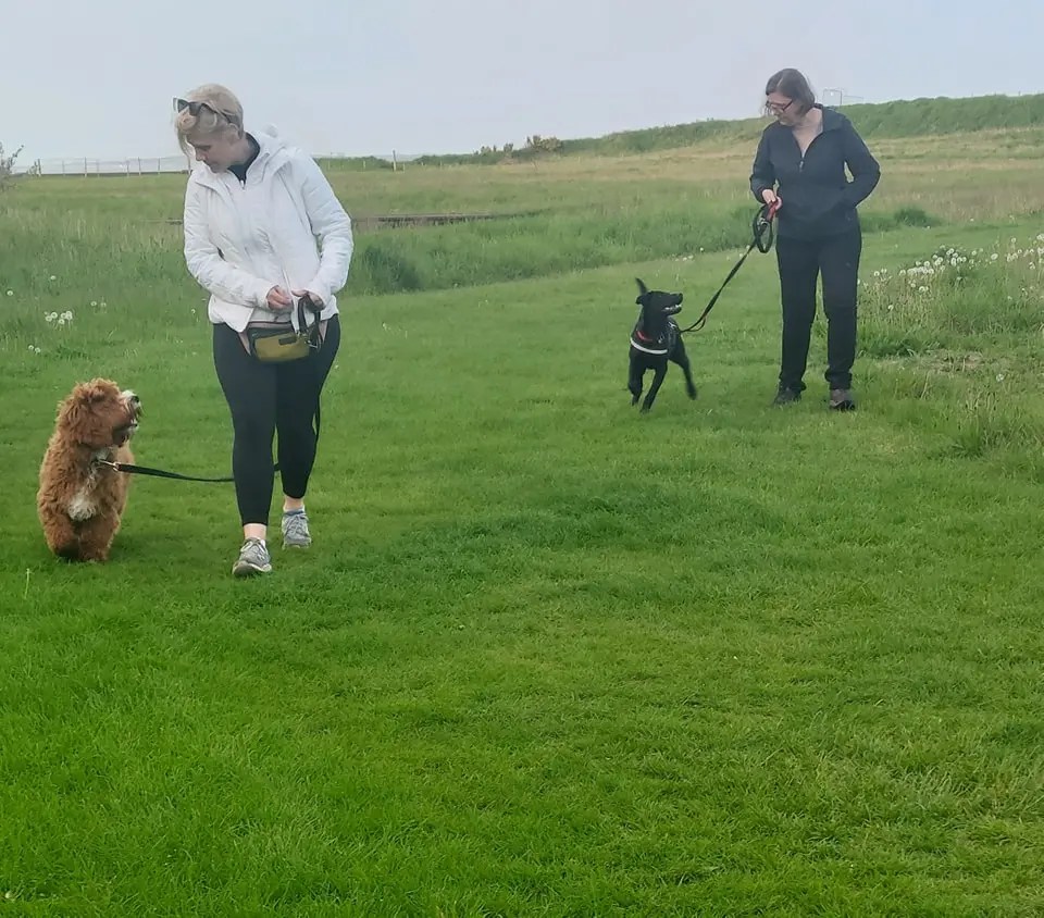 Dog trainer Musselburgh, East Lothian East Coast Dog Training