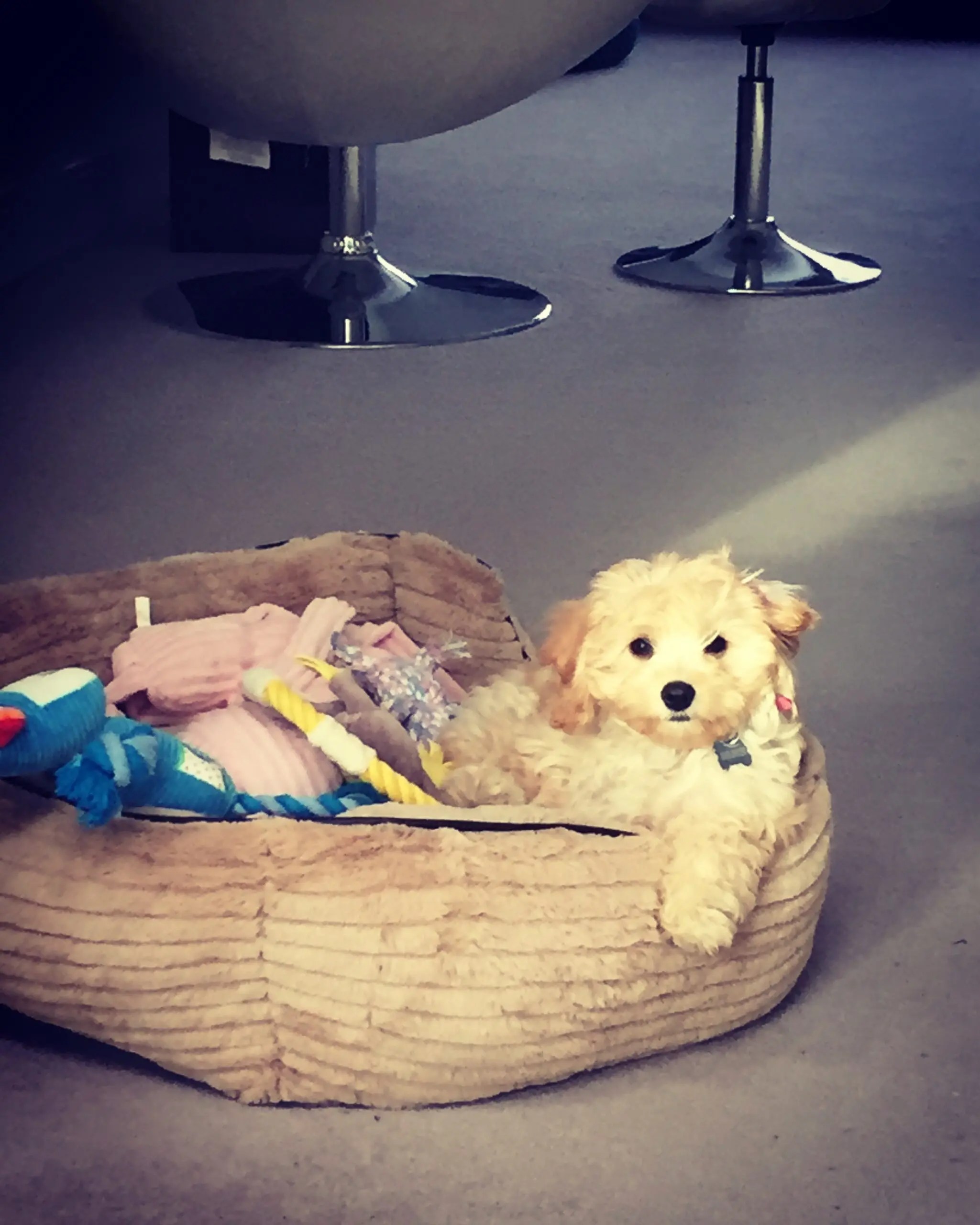 Dog Training & Behaviour, Muswell Hill North London Dog on the Hill