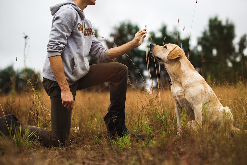 10 Best Dog Training Tips Yappy Life Travel