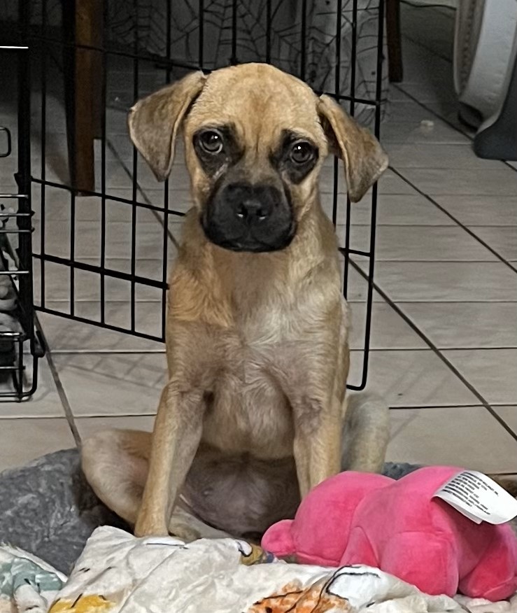 Winn Dixie "Dixie" Yaqui Animal Rescue