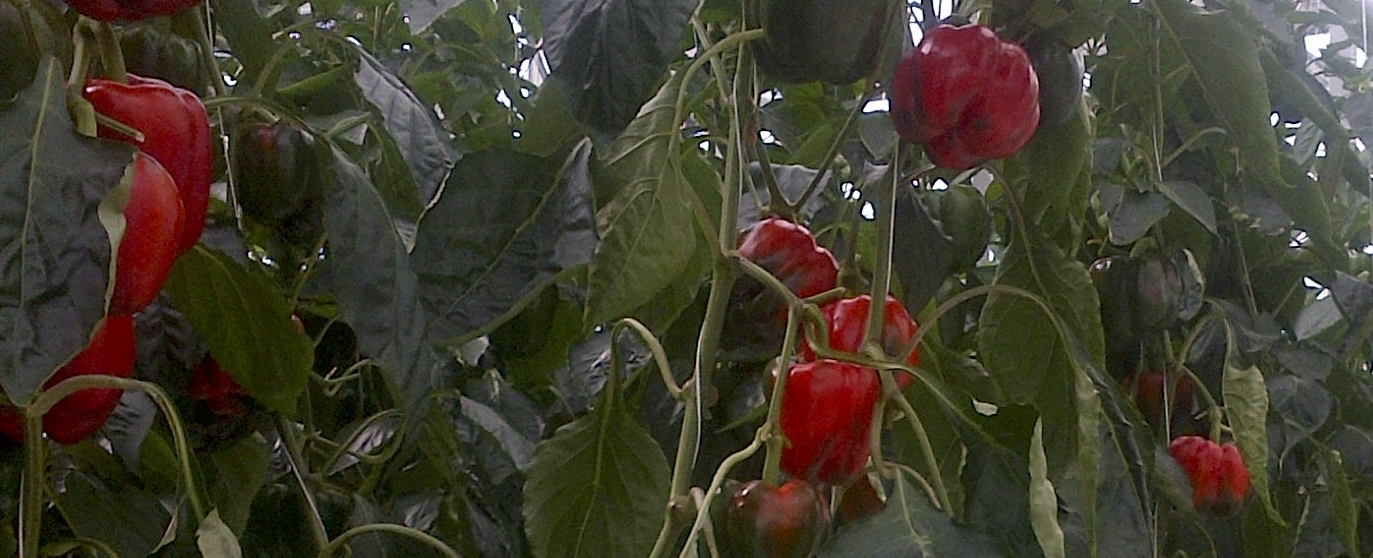 Nutrient Deficiency Identification Sweet Pepper Yara UK