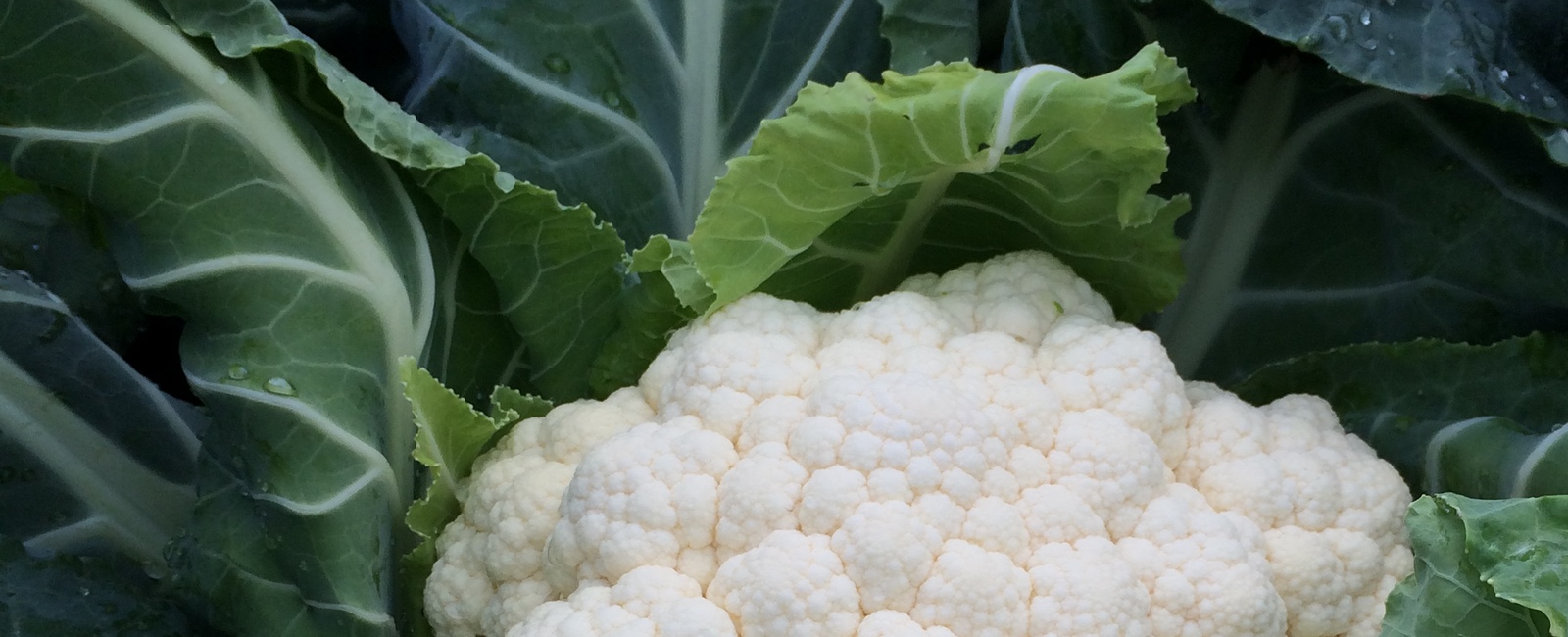 Cauliflower Agronomy information Nutrient requirements Fertiliser