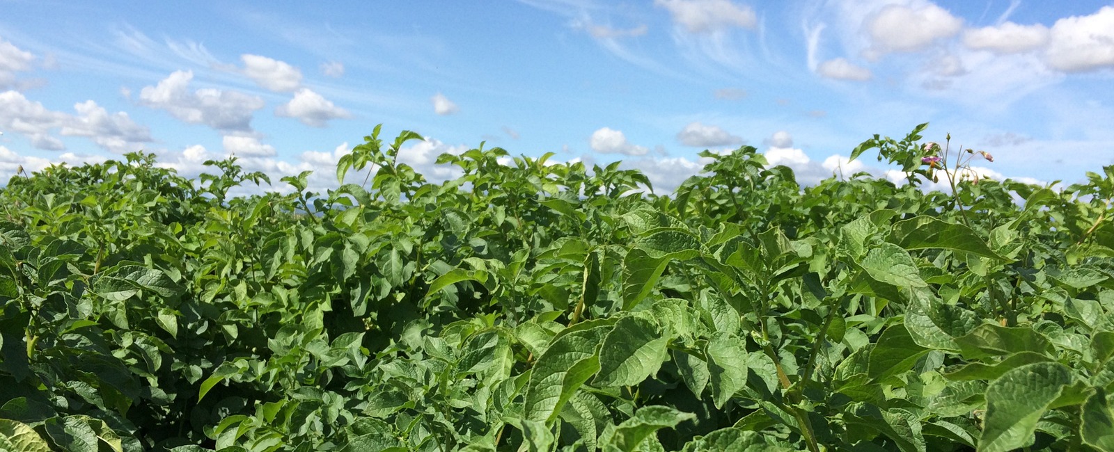 Iron deficiencyPotatoes Yara South Africa
