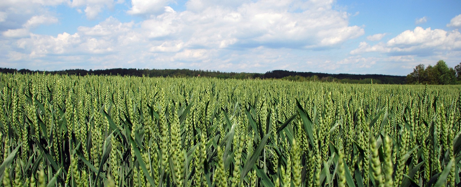 Copper deficiencyWheat Yara Australia