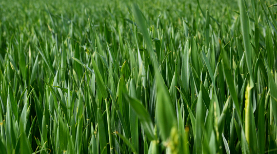 Wheat Nutritional Summary Yara Canada