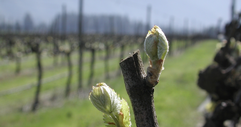 Role of nutrients in grapevines by growth stage Yara Ireland