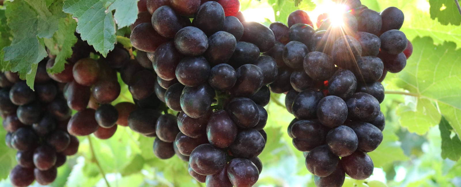 Zinc deficiencyTable Grape Yara Australia