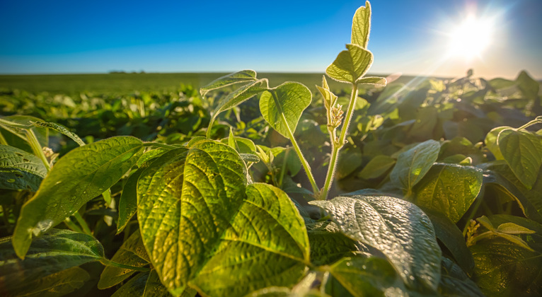 Soybean Crop Nutrition Yara Canada