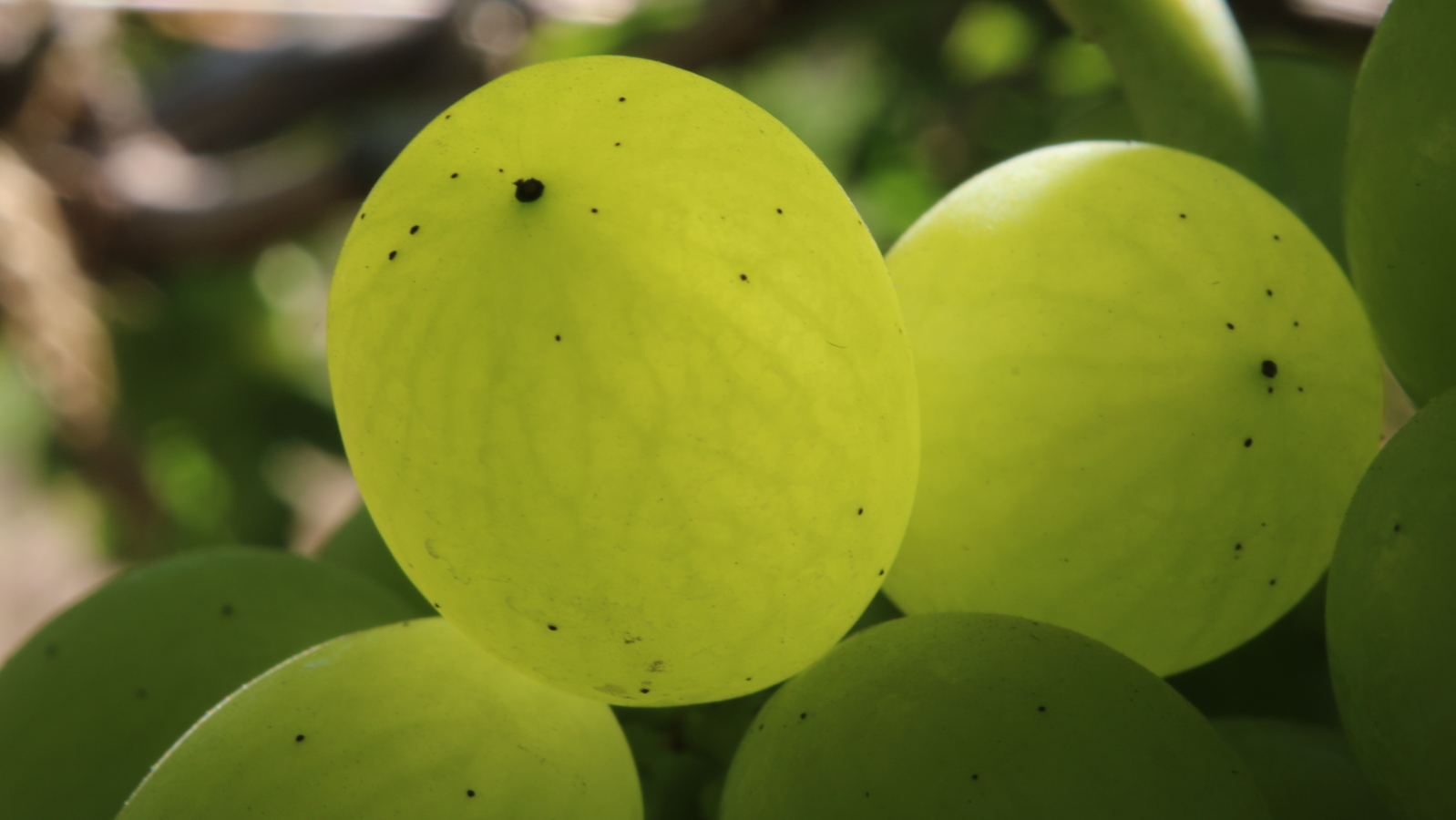 Table grapes Yara Australia