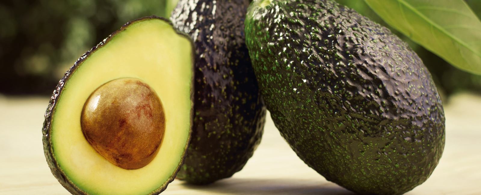 Principales Plagas y enfermedades del Aguacate Yara Nederland