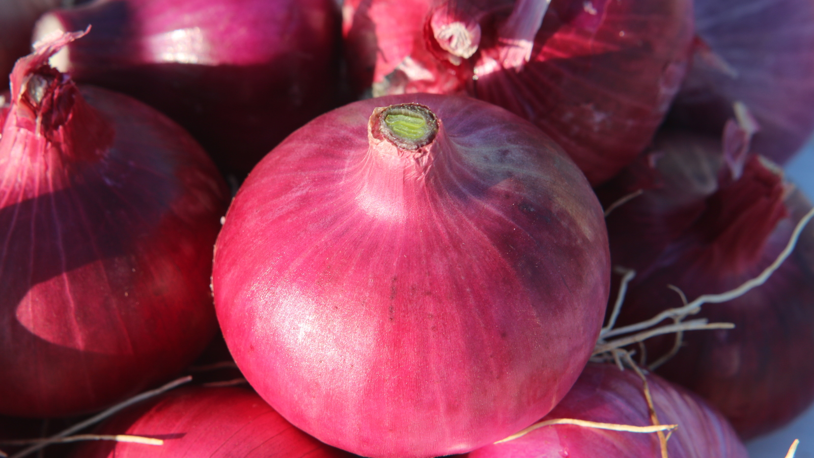 Onion crop nutrition Yara Australia