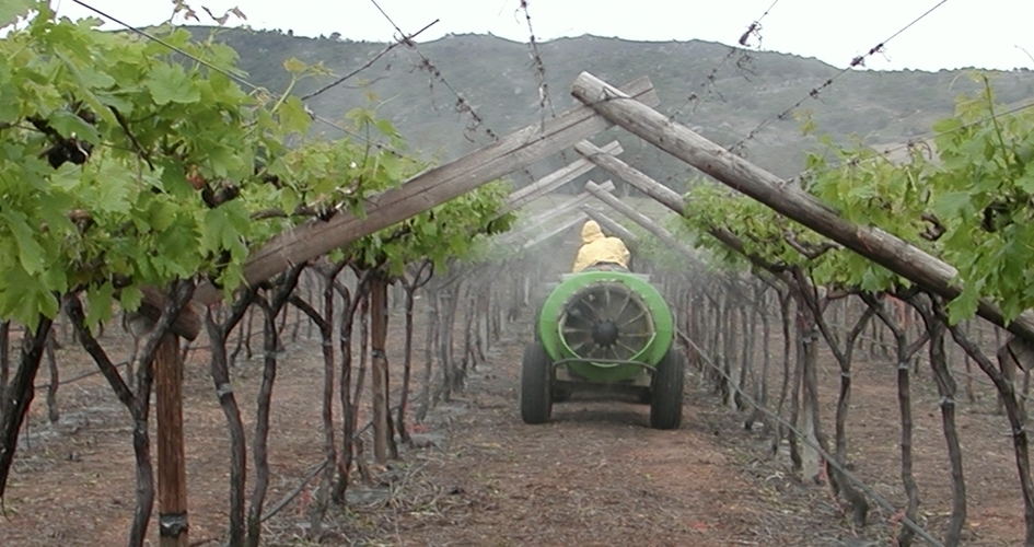 Fertiliser Application Strategies in Wine Grape Yara UK