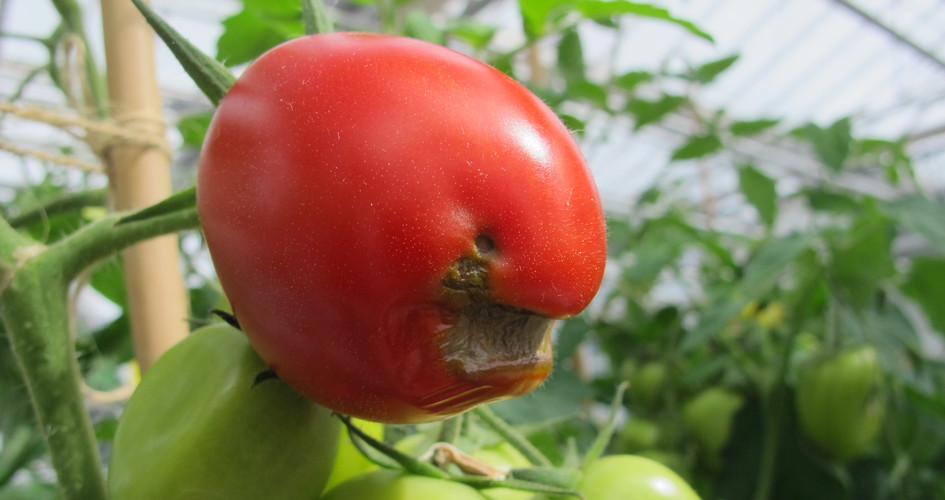 How to prevent blossom end rot in tomatoes Yara Australia
