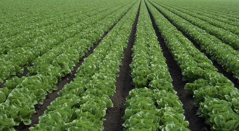 Lettuce Crop Nutrition Yara Malaysia