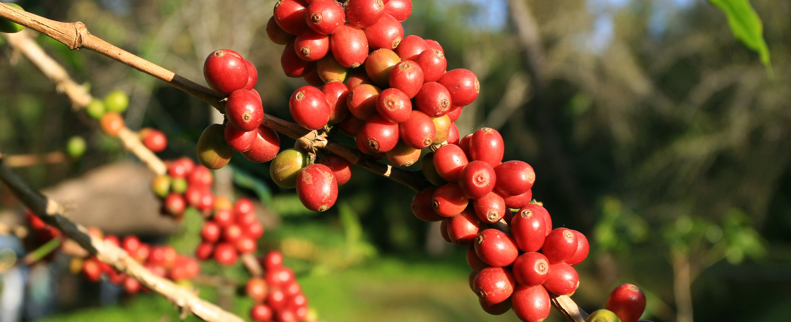 Zinc deficiencyCoffee Yara Tanzania