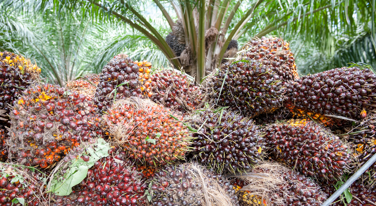 Oil palm Yara Malaysia