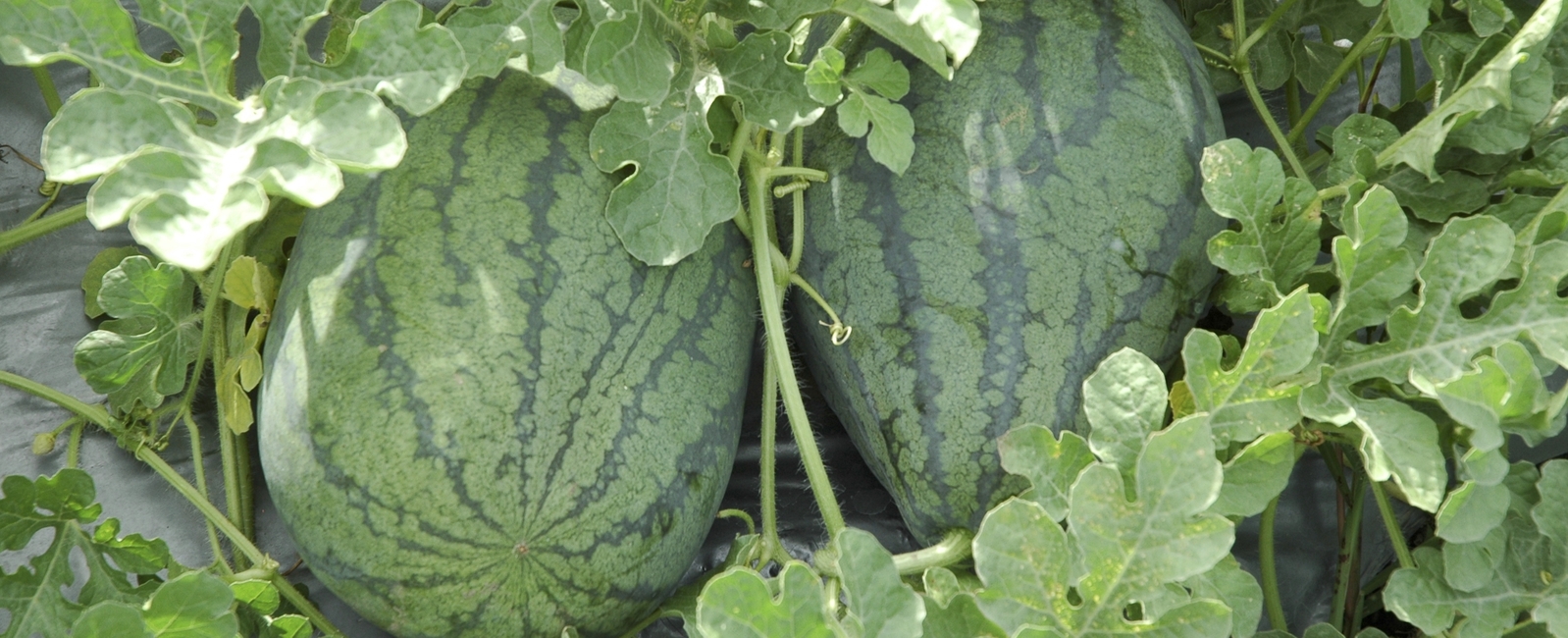 Melon Crop Nutrition Yara Kenya