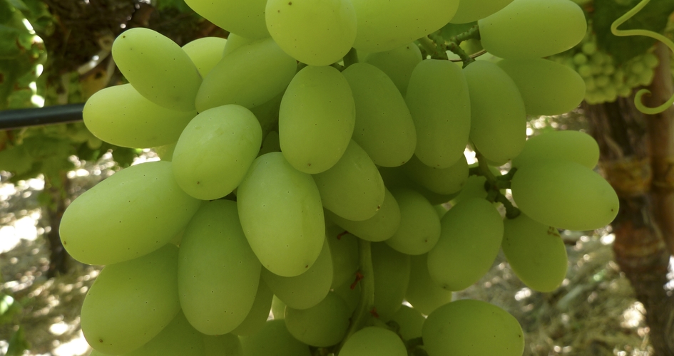 Influencing Table Grape Quality Yara Australia