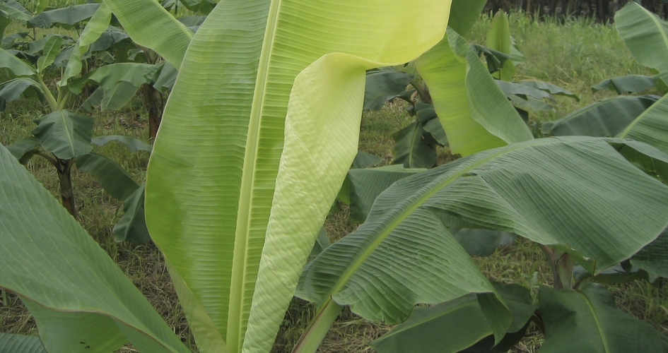 Role of nutrients by banana growth stages Yara Australia