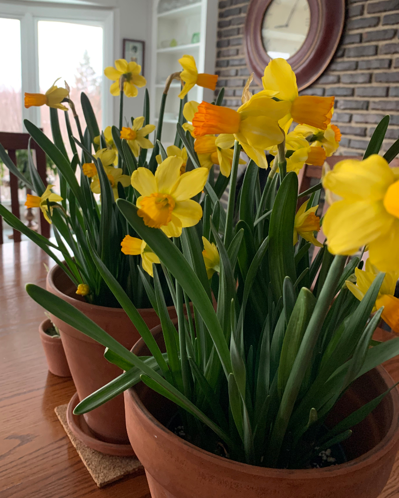 All About Daffodils Yard and Garden
